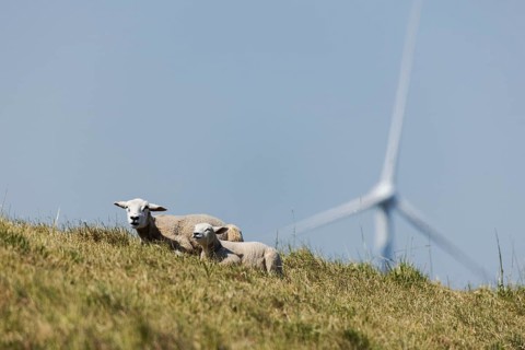 2 sheep