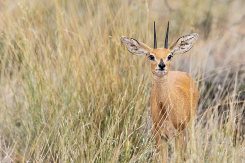 Steenbok