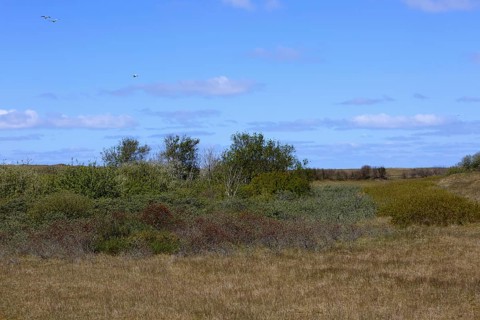In the dunes of the island of Minsener Oog