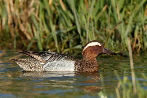 Garganey