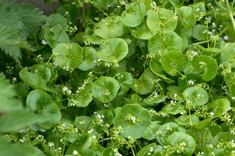 Flowering miner's lettuce
