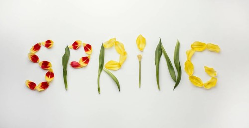 Spring word flowers petals