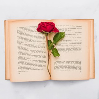 Top view book rose