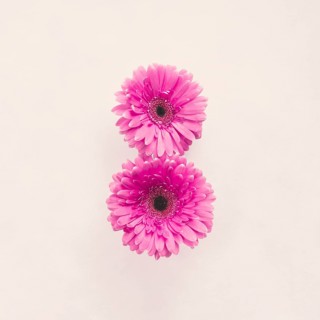Two pink gerbera flowers white table