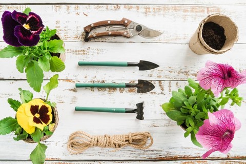 Petunia pansy flowers with gardening tools peat pot rope wooden desk