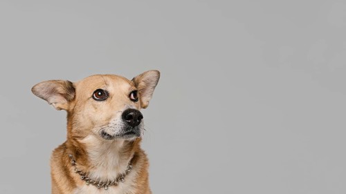 Cute dog wearing necklace with copy space