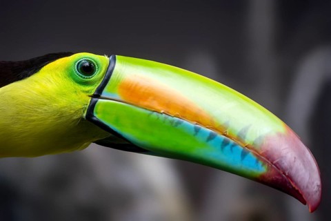Keel-billed toucan