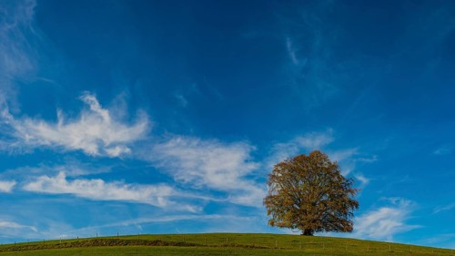 Common beech
