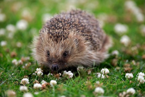 European hedgehog