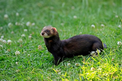 European polecat