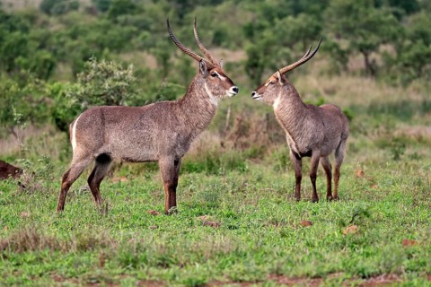 Ellipsen waterbuck