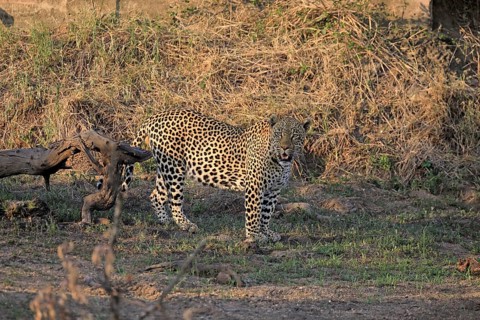 Leopard