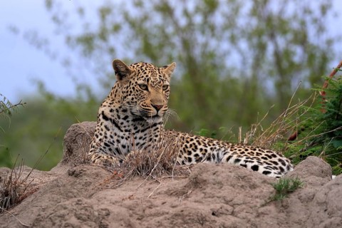 Leopard