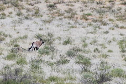 Gemsbok