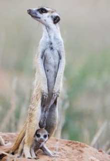 Suricate