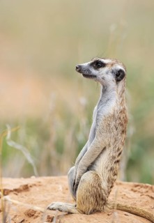 Suricate