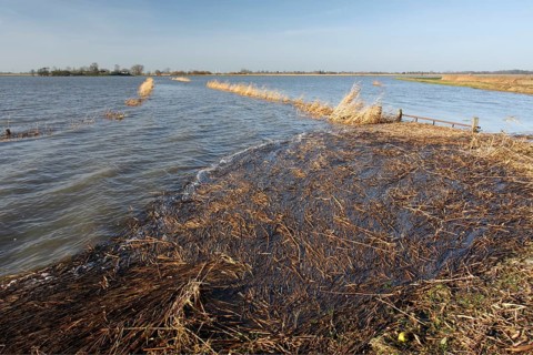 Flooded meadow after a storm surge on the Lower Weser island of Strohauser Plate