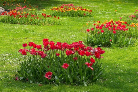 Tulip blossom