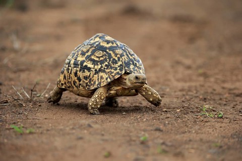 Leopard tortoise