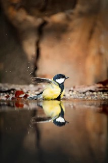 Great tit