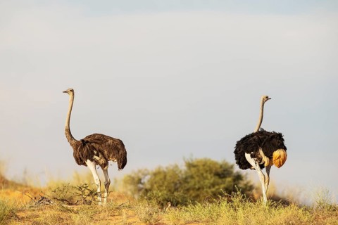 Ostrich