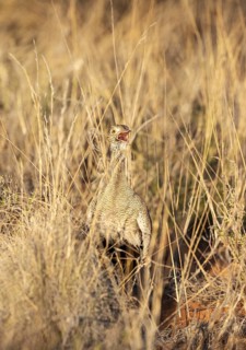 Northern Black Korhaan