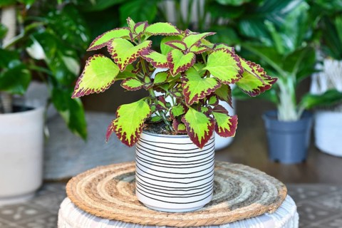 Potted painted nettle 'Coleus Blumei Velvet' plant in flower pot on table in living room