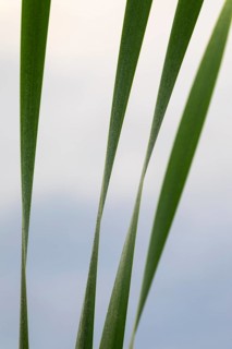 Cattail