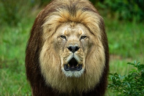 Barbary lion