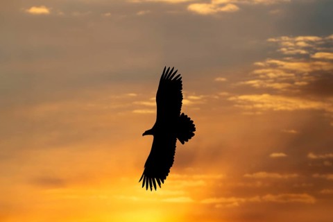 Stellers sea eagle