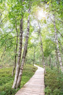 Bog birch