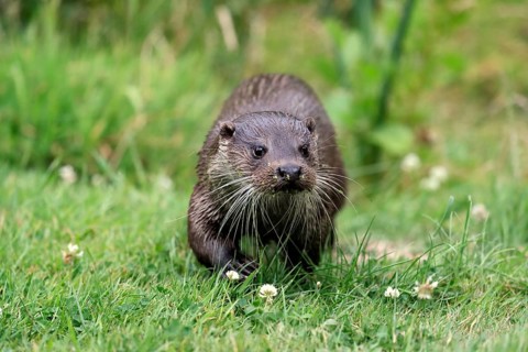 European otter