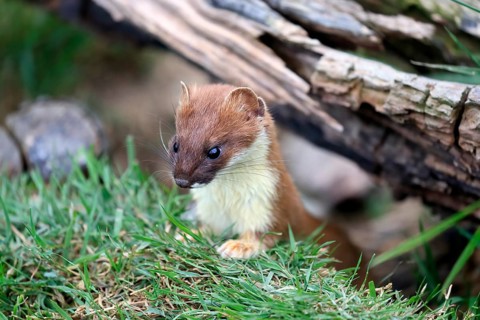 Ermine