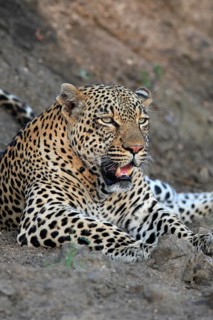 Leopard