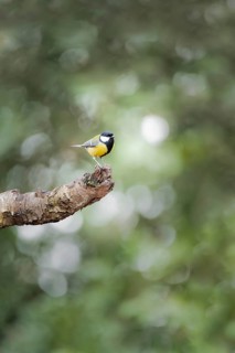 Great tit