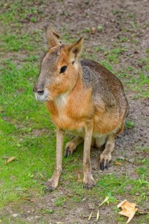 Patagonian mara