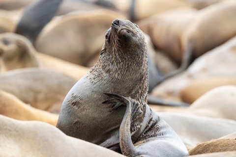 Cape Fur Seal