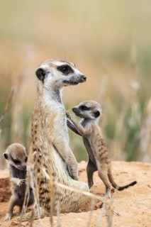 Suricate