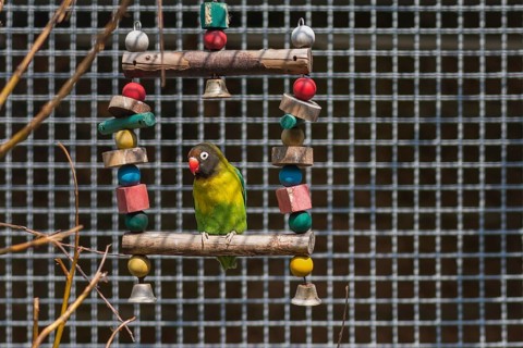 Peach-faced lovebird