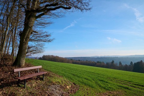 Bench