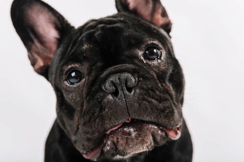 Lovely pets composition with bulldog
