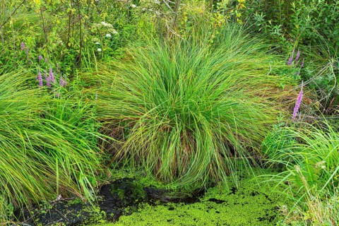 Greater tussock sedge