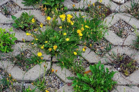 Paving with culvert for nature