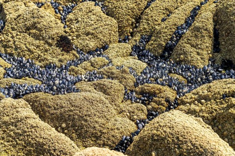 Mussels Mytilidae on a rock