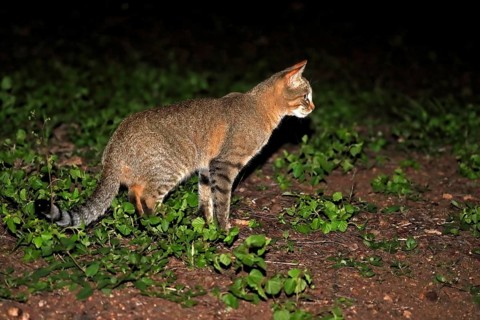 South African wildcat