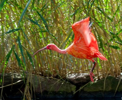 Scarlet ibises