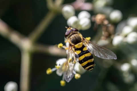 Large hoverfly