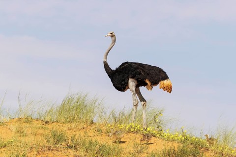 Ostrich