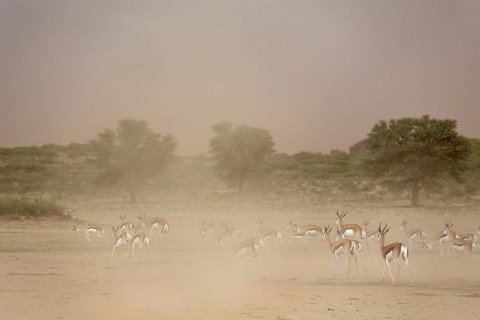 Springbok