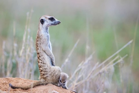 Suricate